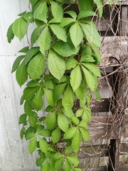 Parthenocissus quinquefolia