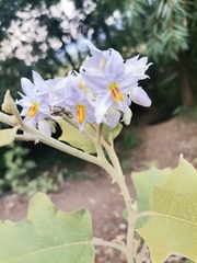 Solanum lanceolatum