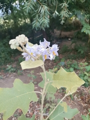 Solanum lanceolatum