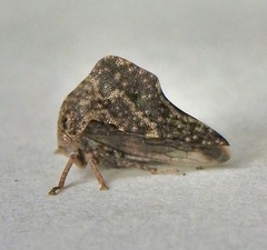 Telamona ampelopsidis