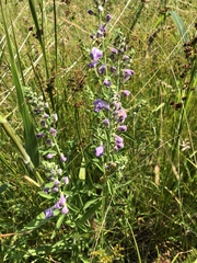 Scutellaria integrifolia