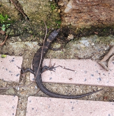 Tropidophorus sinicus