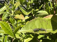 Boisea rubrolineata