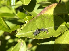 Boisea rubrolineata