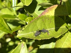 Boisea rubrolineata