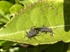 Boisea rubrolineata