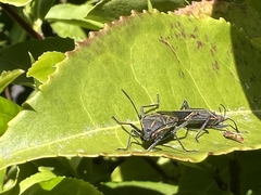 Boisea rubrolineata
