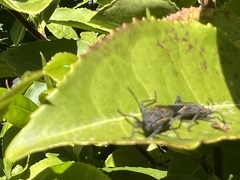 Boisea rubrolineata