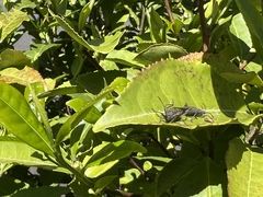 Boisea rubrolineata
