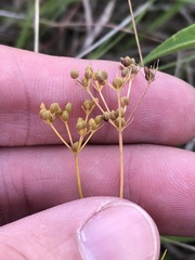Spermolepis inermis