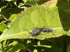 Boisea rubrolineata
