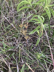Spermolepis inermis