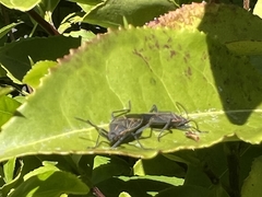 Boisea rubrolineata