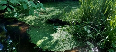Callitriche platycarpa