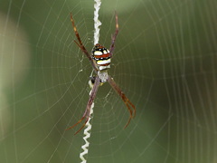 Argiope intricata
