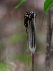 Arisaema polyphyllum