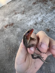 Plestiodon