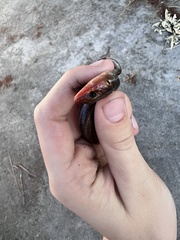 Plestiodon