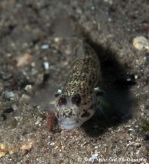 Istigobius hoesei