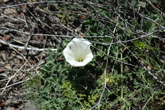 Calystegia collina oxyphylla