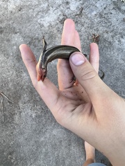 Plestiodon
