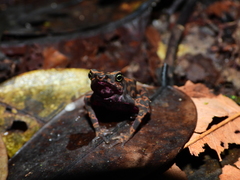 Atelopus flavescens