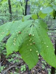 Phylloxera caryaeglobuli