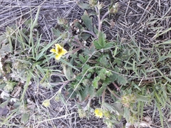 Potentilla arenosa