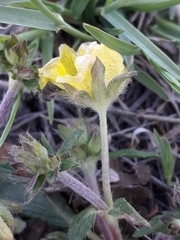 Potentilla arenosa