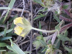 Potentilla arenosa