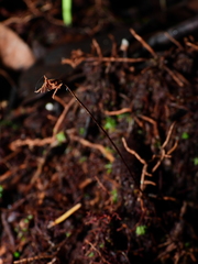 Schizaea fluminensis