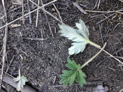 Potentilla arenosa