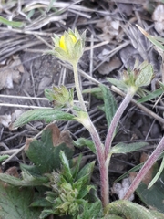 Potentilla arenosa