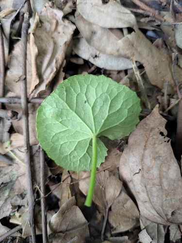 Centella asiatica