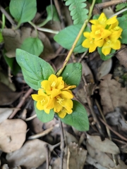 Lysimachia congestiflora