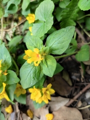 Lysimachia congestiflora