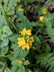 Lysimachia congestiflora