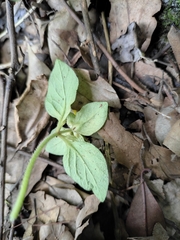 Lysimachia congestiflora