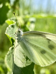 Pieris rapae