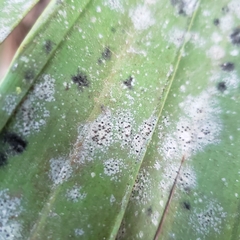 Tapellaria epiphylla