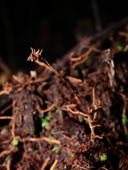 Schizaea fluminensis