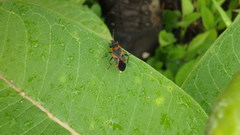 Lygaeus kalmii angustomarginatus