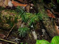 Lindsaea dubia
