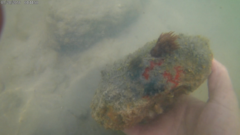 Anemonia sargassensis