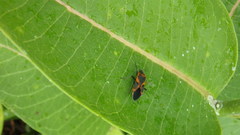 Lygaeus kalmii angustomarginatus