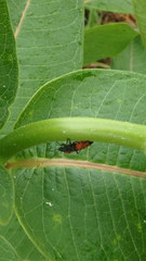 Lygaeus kalmii angustomarginatus