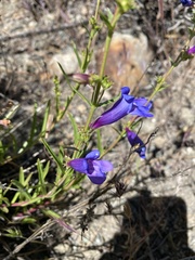 Penstemon heterophyllus purdyi