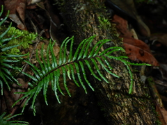 Lindsaea dubia