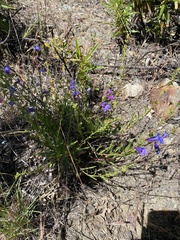 Penstemon heterophyllus purdyi