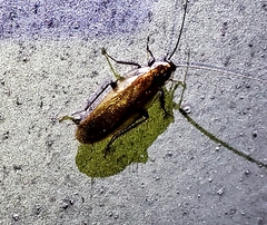 Parcoblatta virginica